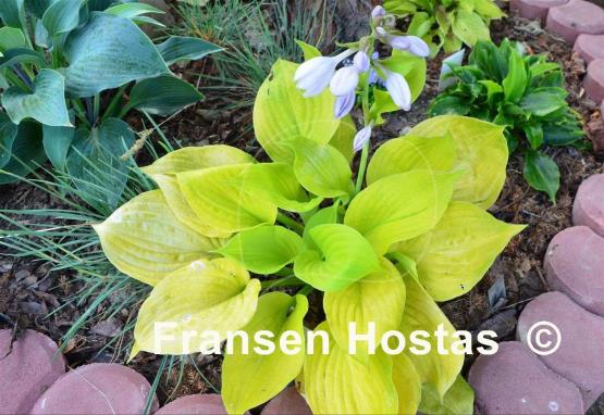 Hosta Stuck in Time